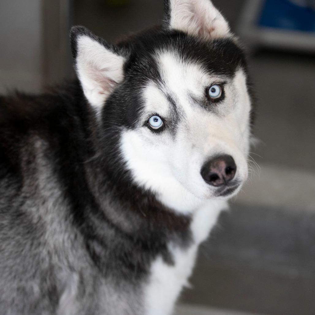 Enlarge Kai (S22-112), a Adoptable Husky in Peyton, CO image 6/6