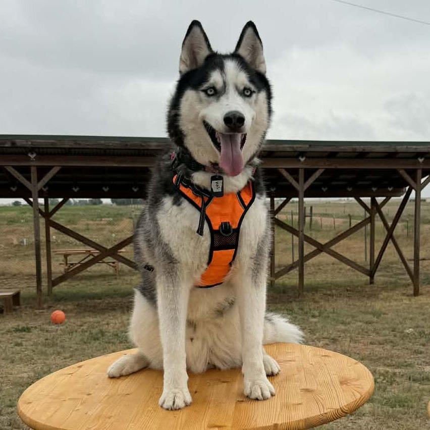 Enlarge Kai (S22-112), a Adoptable Husky in Peyton, CO image 5/5