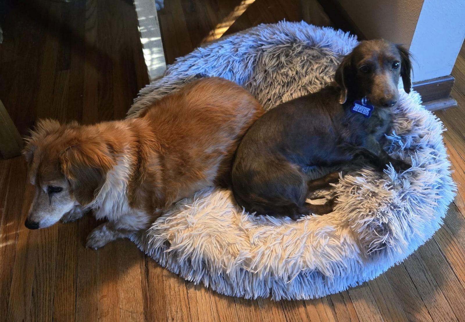 Indigo, Adoptable, Adult Female Dachshund.