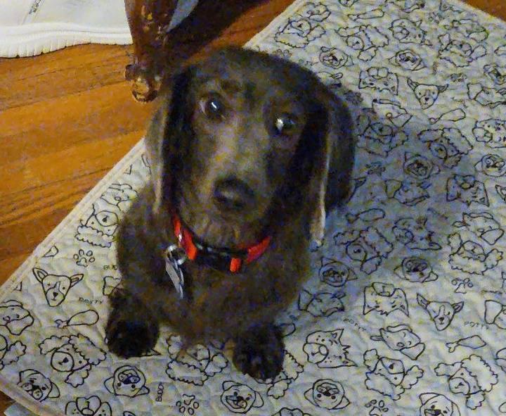 Indigo, a Adoptable Dachshund in Sioux Falls, SD image 2/3
