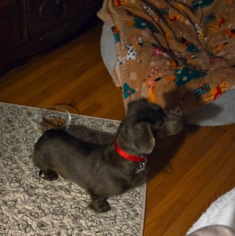 Enlarge Indigo, a Adoptable Dachshund in Sioux Falls, SD image 3/3