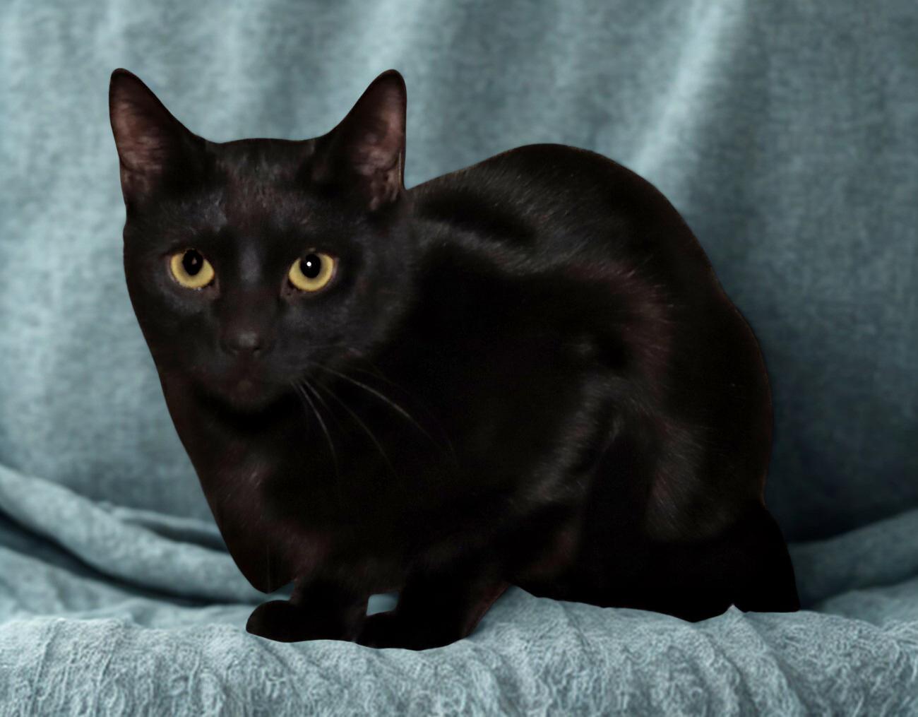 Enlarge Monty, a ADOPTABLE Domestic Short Hair in Euclid, OH image 4/4