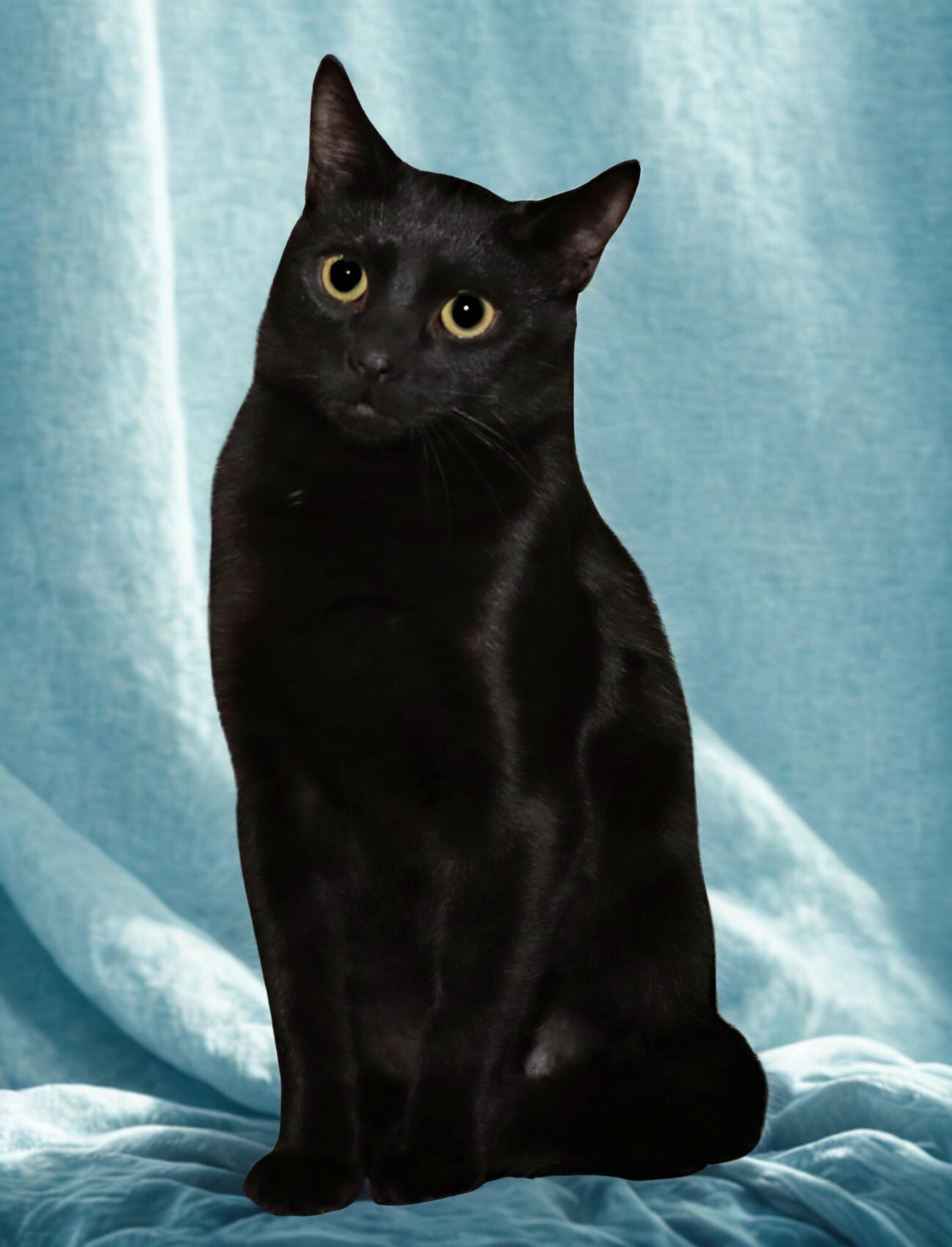 Enlarge Monty, a ADOPTABLE Domestic Short Hair in Euclid, OH image 3/4