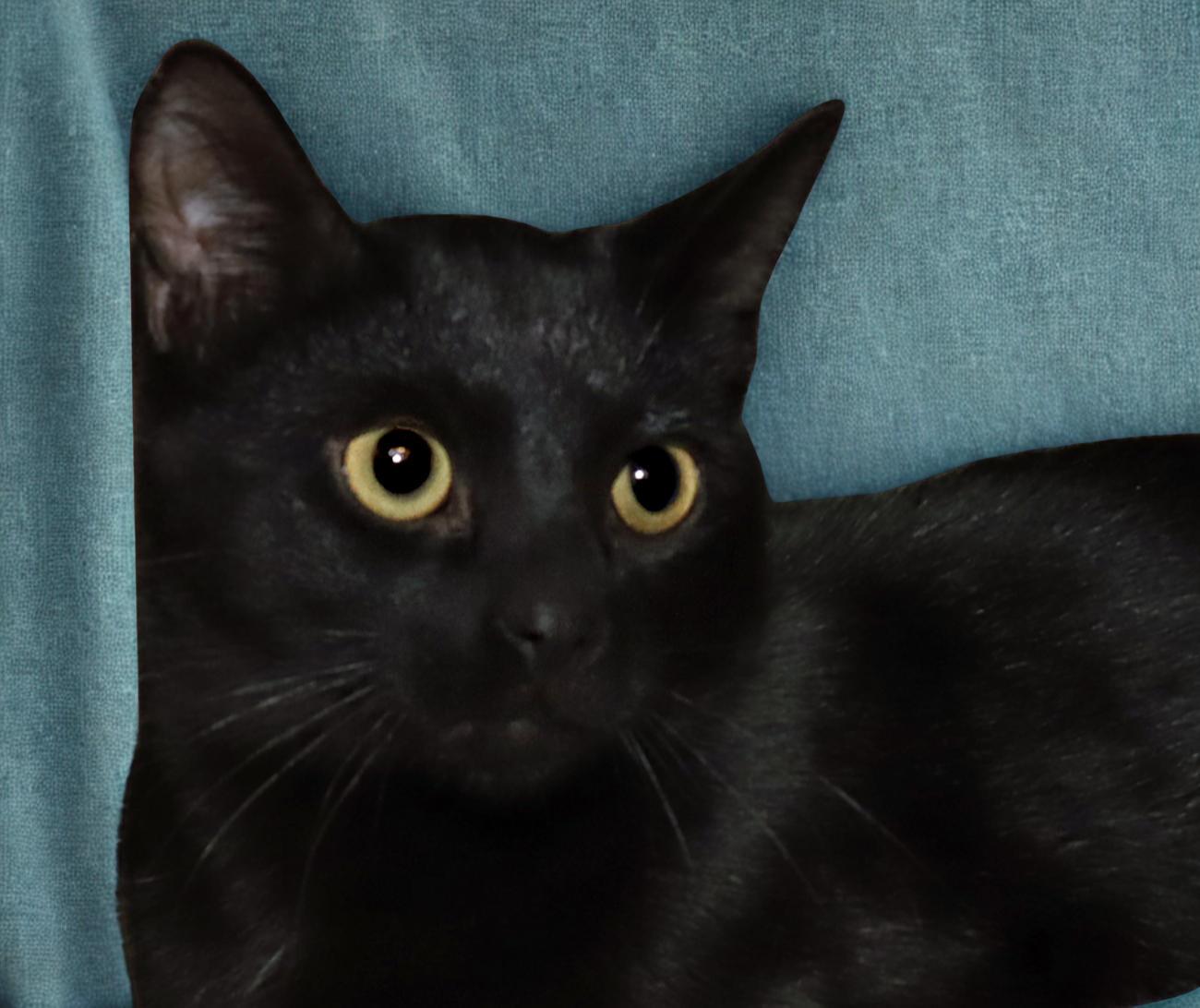 Enlarge Monty, a ADOPTABLE Domestic Short Hair in Euclid, OH image 1/4