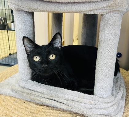 Strawberry (Adoption fee sponsored), Adoptable, Adult Female Domestic Short Hair & Domestic Short Hair.