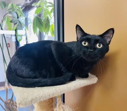 Strawberry (Adoption fee sponsored), a Adoptable mixed breed in Seneca, SC image 3/3