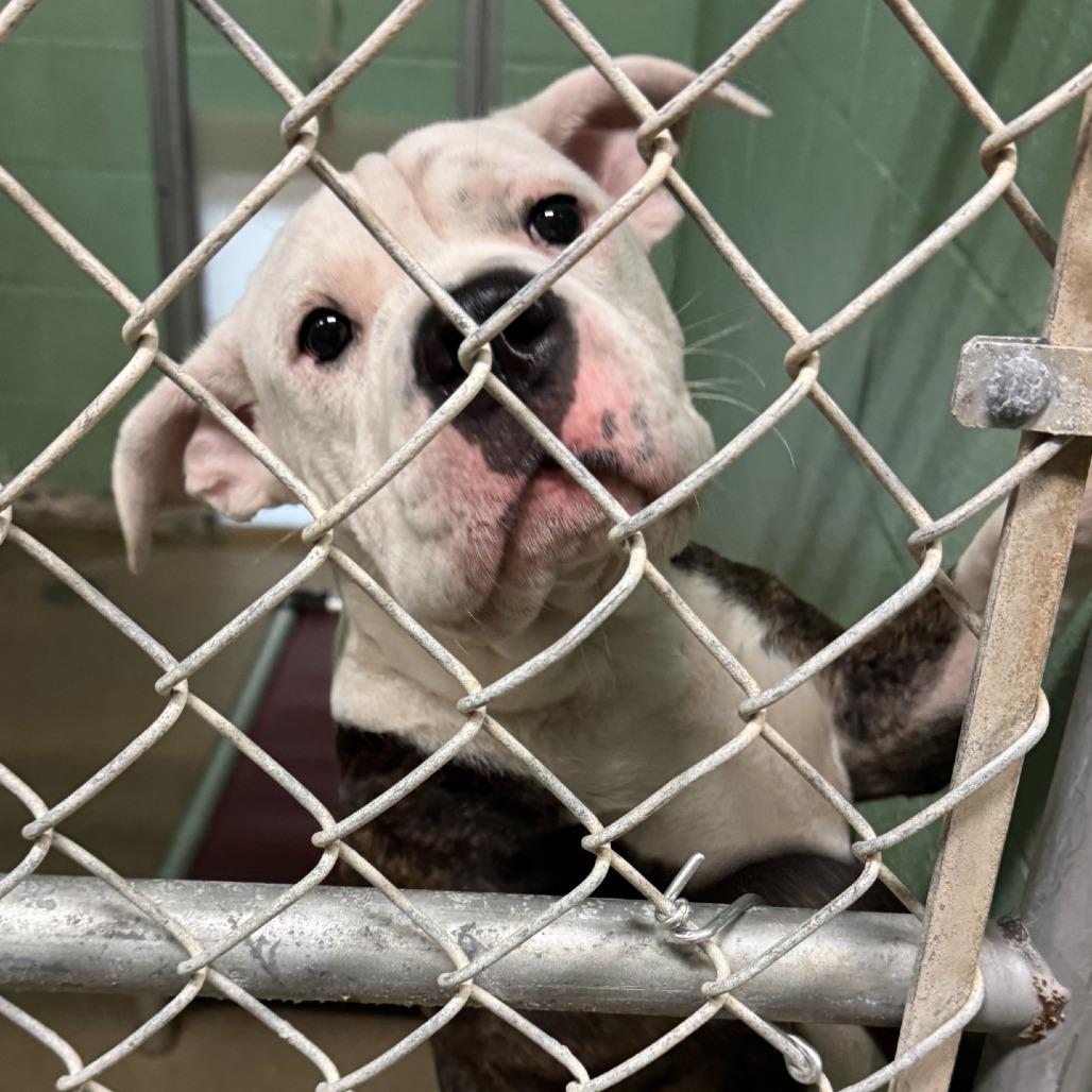 Goose, Adoptable, Young Male American Bulldog.
