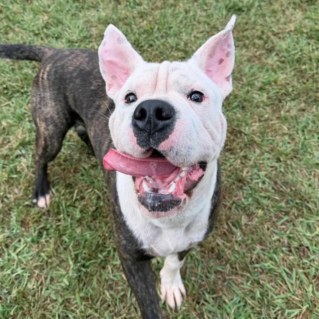 Enlarge Goose, a Adoptable American Bulldog in LaGrange, GA image 2/2