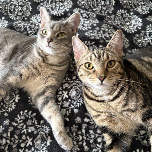 Enlarge Harper, a Adoptable Domestic Short Hair in Kenosha, WI image 1/6