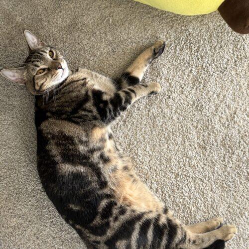 Enlarge Harper, a Adoptable Domestic Short Hair in Kenosha, WI image 2/6