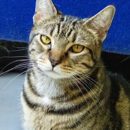 Harper, Adoptable, Young Female Domestic Short Hair.