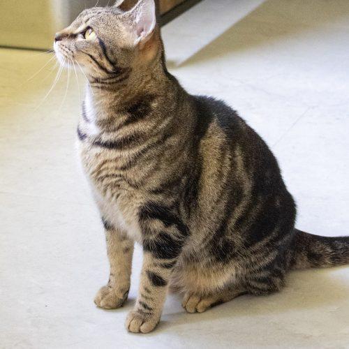 Enlarge Harper, a Adoptable Domestic Short Hair in Kenosha, WI image 3/5