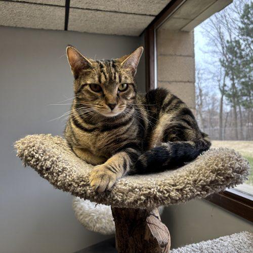 Enlarge Harper, a Adoptable Domestic Short Hair in Kenosha, WI image 4/5