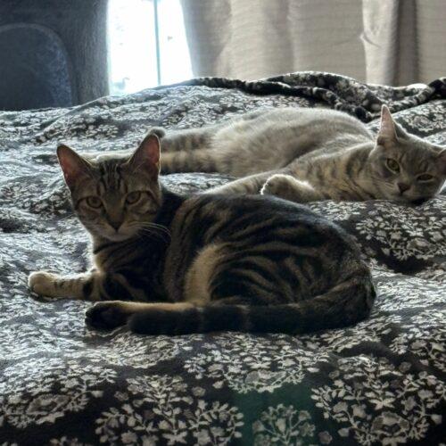 Enlarge Harper, a Adoptable Domestic Short Hair in Kenosha, WI image 4/6