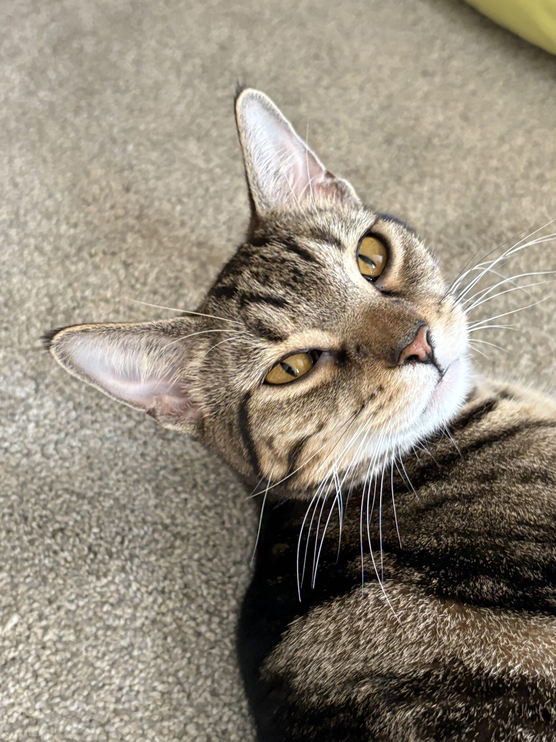 Harper, a Adoptable Domestic Short Hair in Kenosha, WI image 4/6