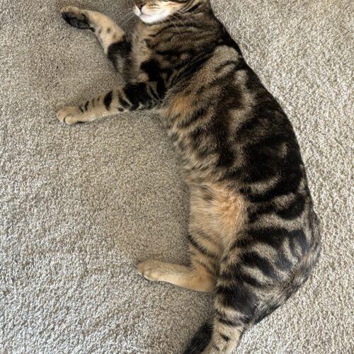 Enlarge Harper, a Adoptable Domestic Short Hair in Kenosha, WI image 5/6