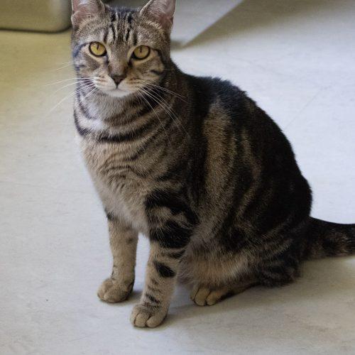 Enlarge Harper, a Adoptable Domestic Short Hair in Kenosha, WI image 5/5