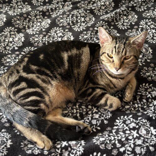 Enlarge Harper, a Adoptable Domestic Short Hair in Kenosha, WI image 6/6