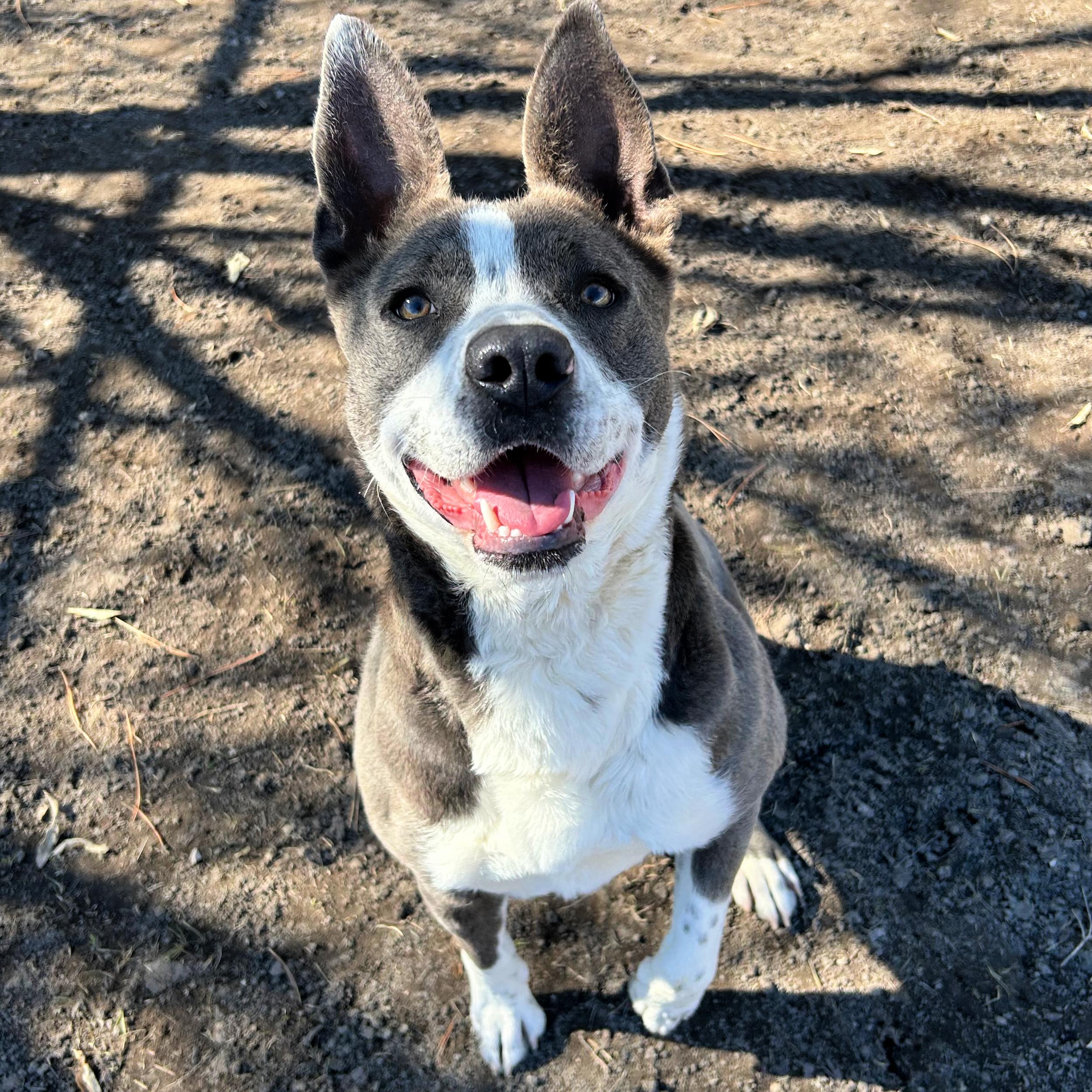 Enlarge Abby, a ADOPTABLE mixed breed in Lindon, UT image 3/5