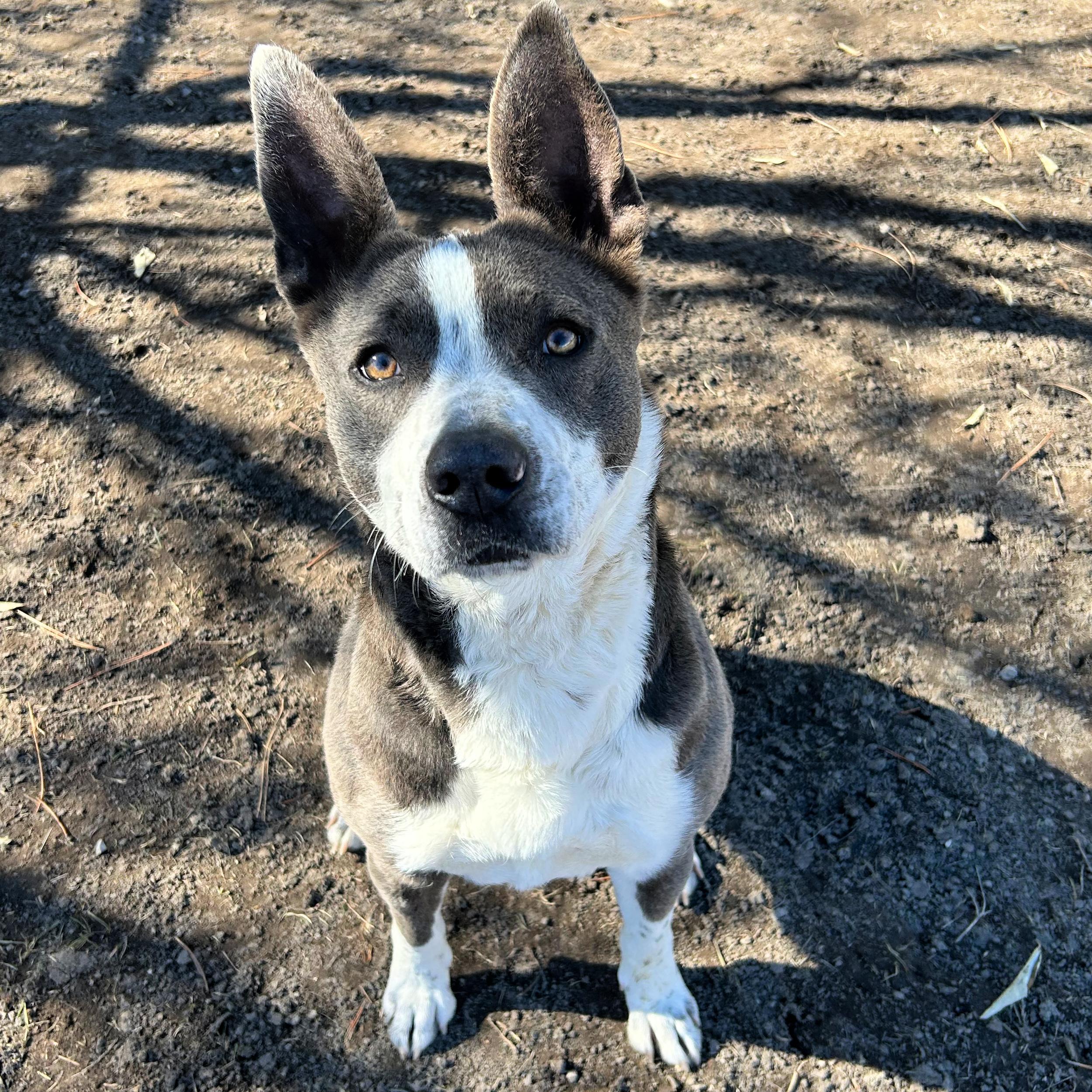 Enlarge Abby, a ADOPTABLE mixed breed in Lindon, UT image 4/5