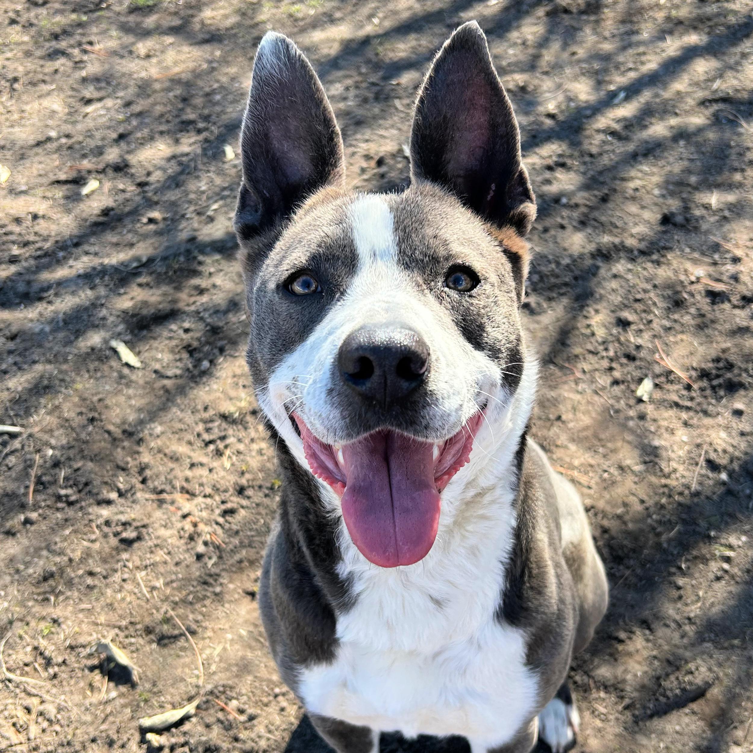 Abby, ADOPTABLE, Adult Female Pit Bull Terrier & Australian Cattle Dog / Blue Heeler.