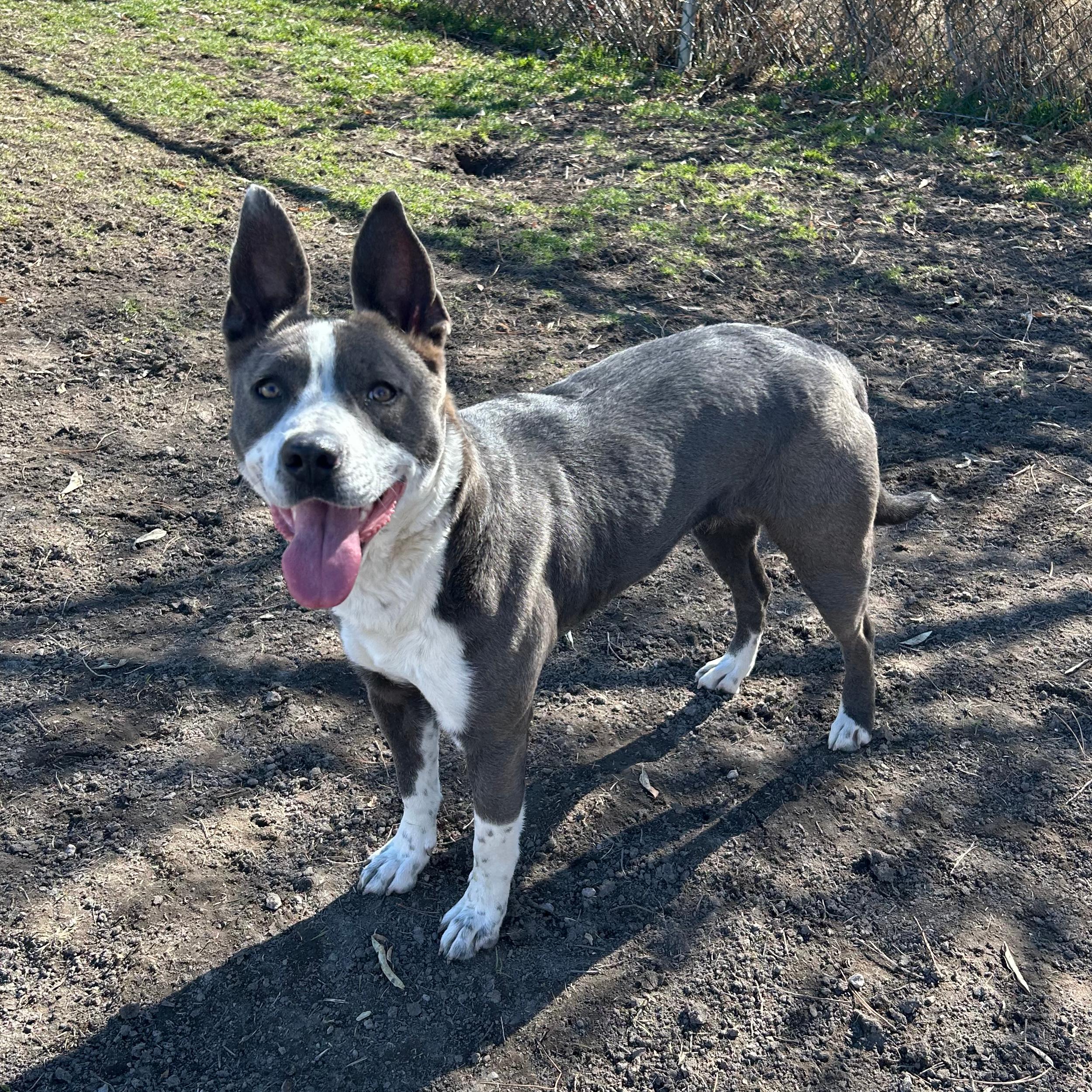 Enlarge Abby, a ADOPTABLE mixed breed in Lindon, UT image 5/5