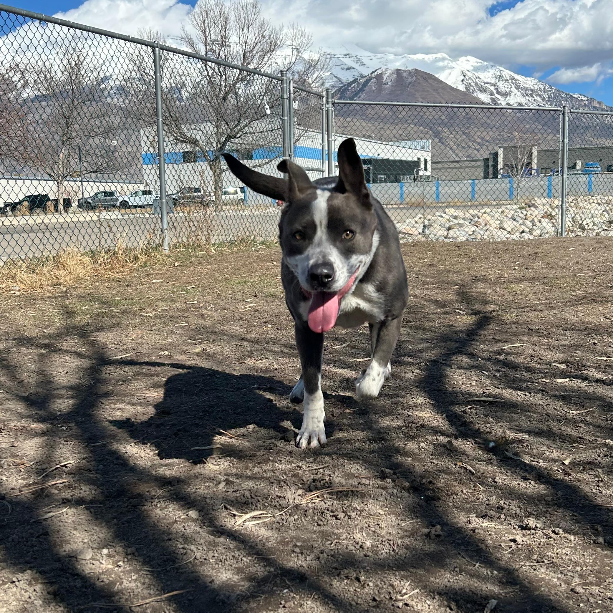 Enlarge Abby, a ADOPTABLE mixed breed in Lindon, UT image 2/5