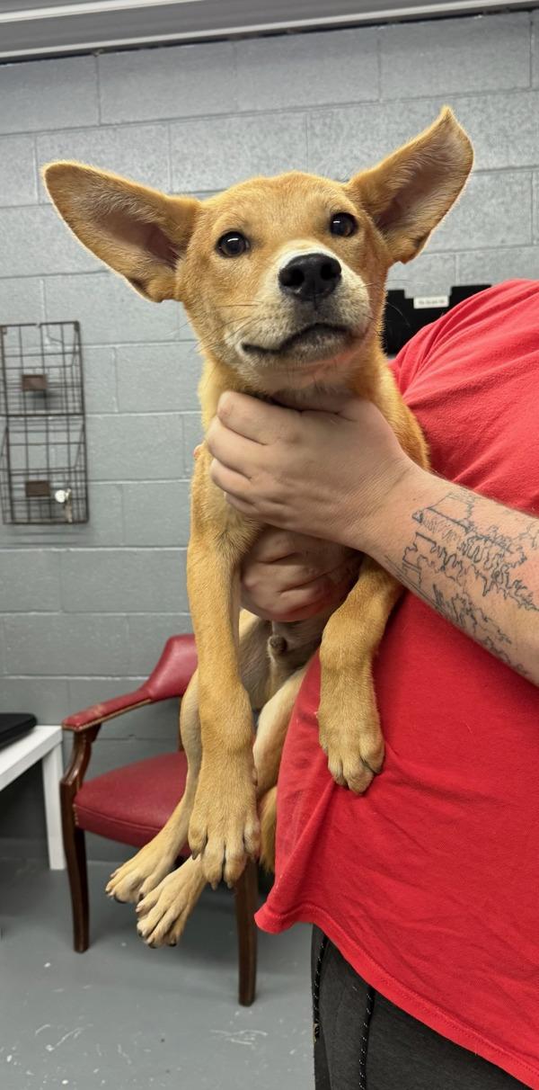 Bully, Adoptable, Young Male Terrier.