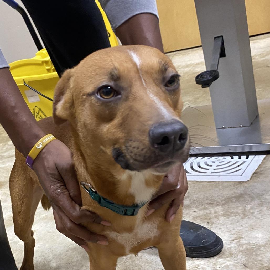 Enlarge Leon - 102202T, a Adoptable mixed breed in Tupelo, MS image 1/4