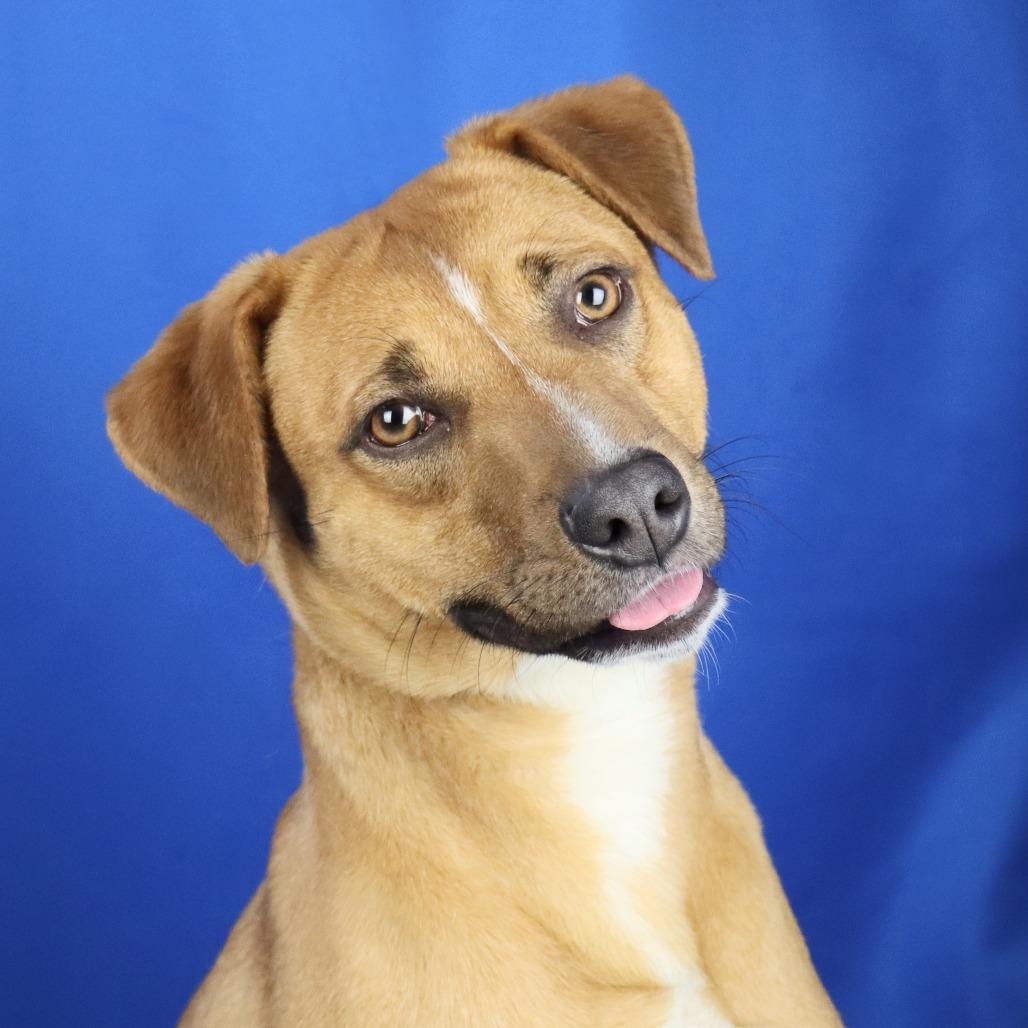Enlarge Leon - 102202T, a Adoptable mixed breed in Tupelo, MS image 2/4