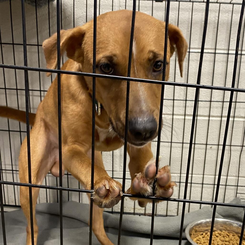 Enlarge Leon - 102202T, a Adoptable mixed breed in Tupelo, MS image 4/4