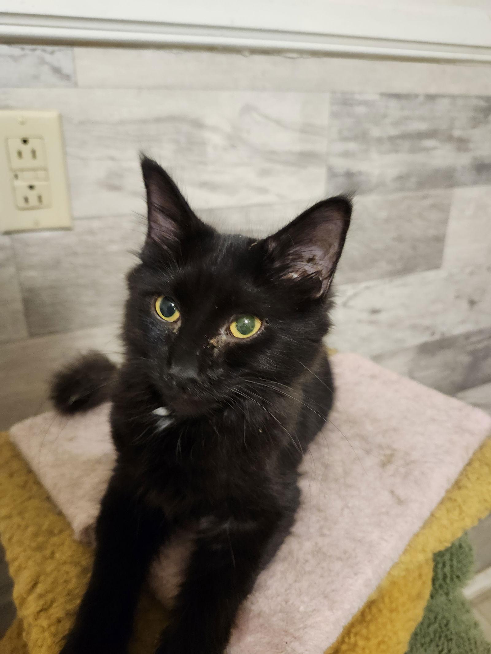 Enlarge Rutabaga, a Adoptable American Shorthair in Hartselle, AL image 1/1