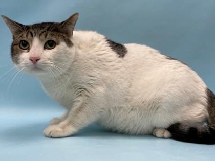 Nelson, Adoptable, Adult Male Domestic Short Hair & Domestic Short Hair.