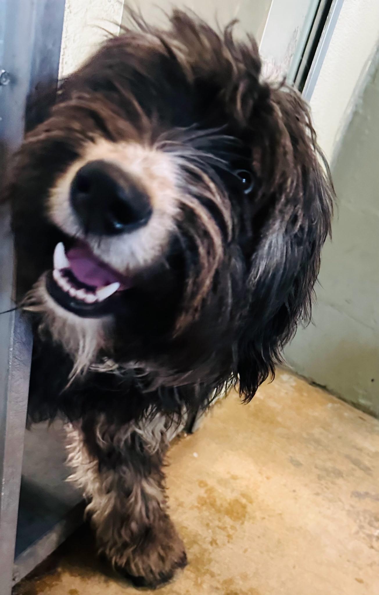 Skye, an adoptable Aussiedoodle in Brockport, NY, 14420 | Photo Image 4