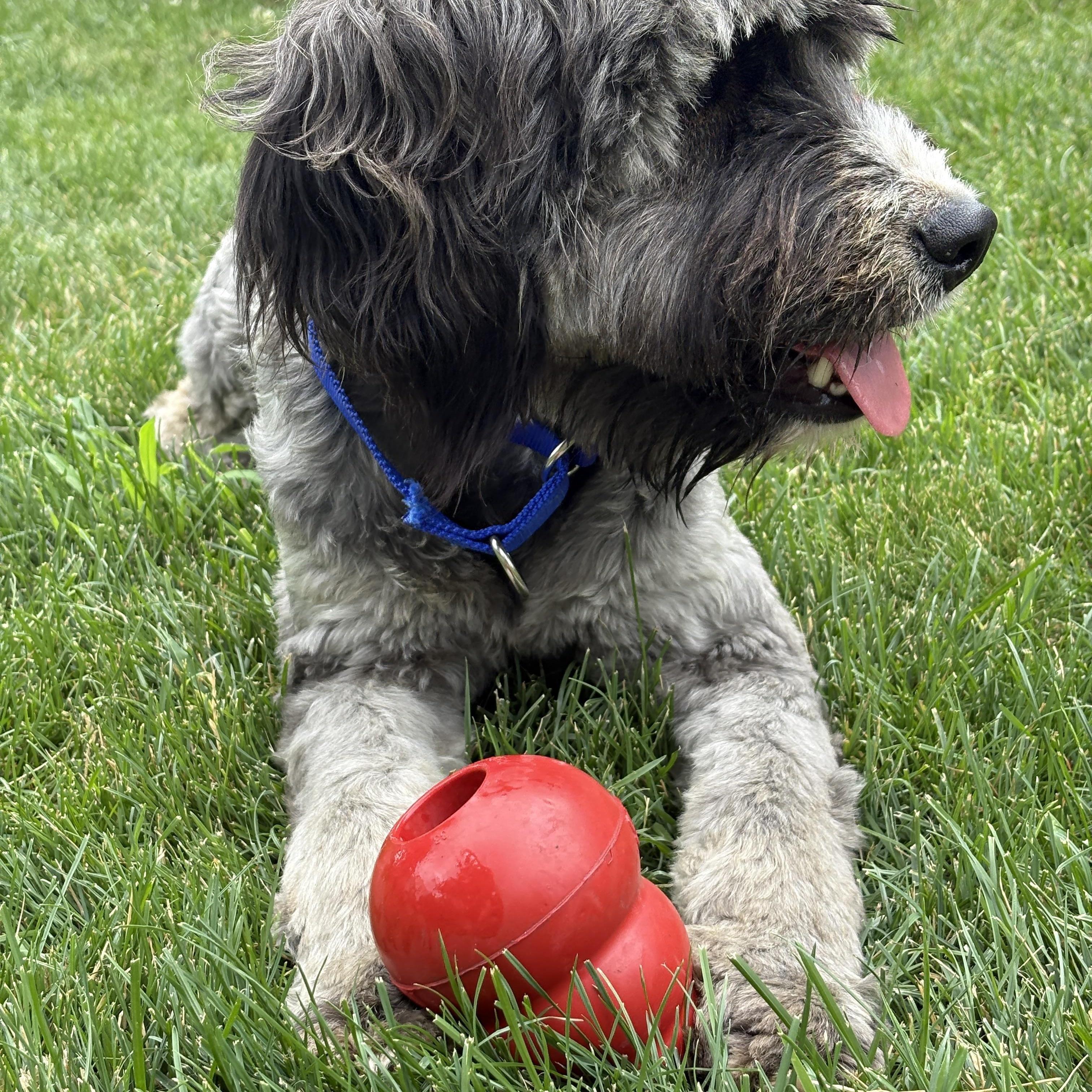 Skye, an adoptable Aussiedoodle in Brockport, NY, 14420 | Photo Image 1