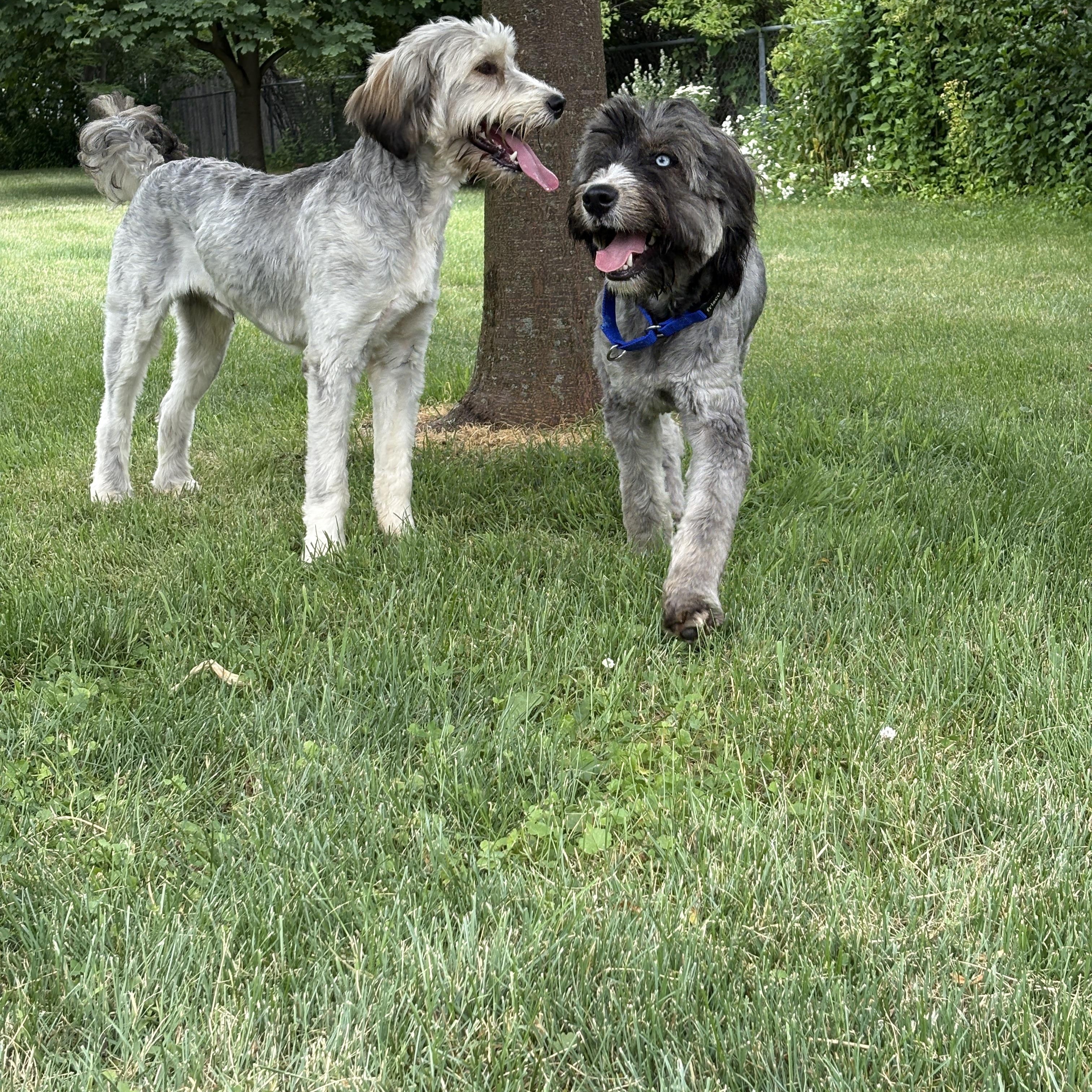 Skye, an adoptable Aussiedoodle in Brockport, NY, 14420 | Photo Image 2