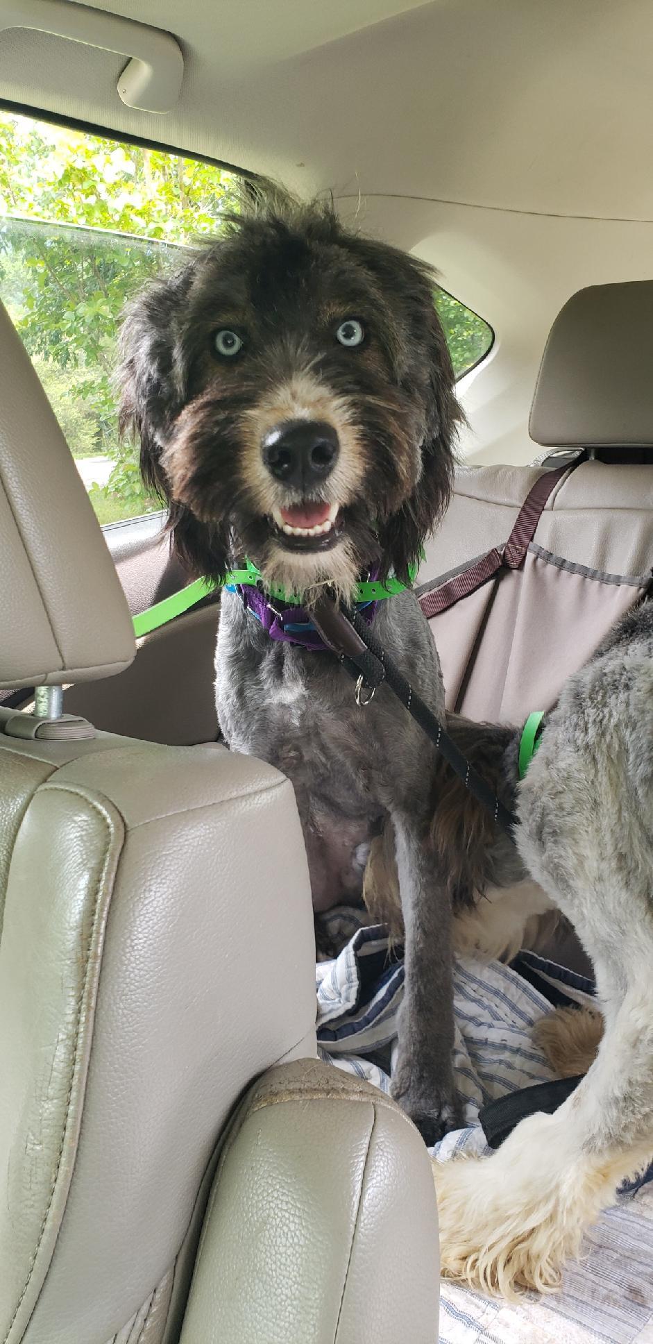 Skye, an adoptable Aussiedoodle in Brockport, NY, 14420 | Photo Image 5