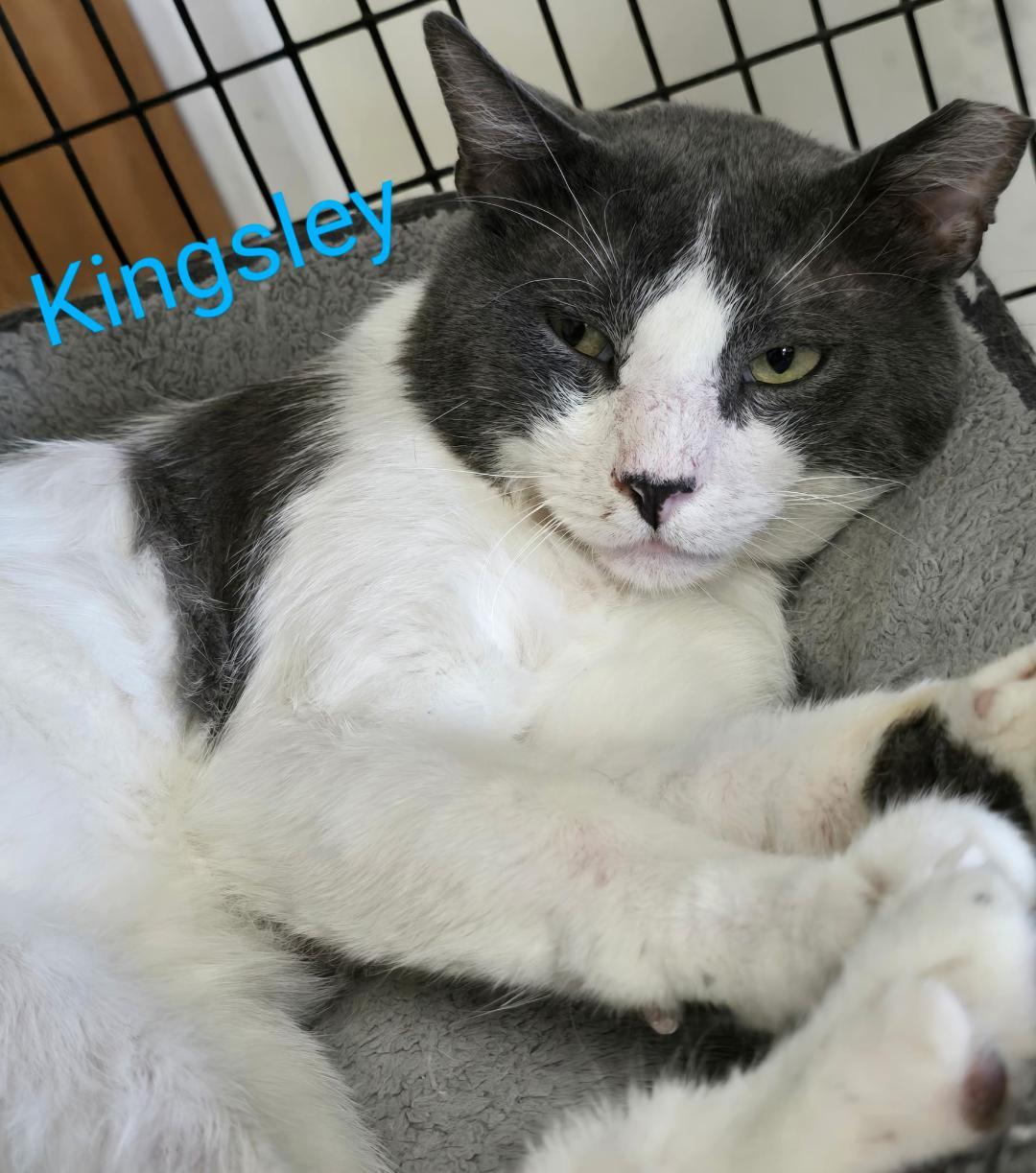 Enlarge Kingsley, an adopted mixed breed in Las Cruces, NM image 2/2