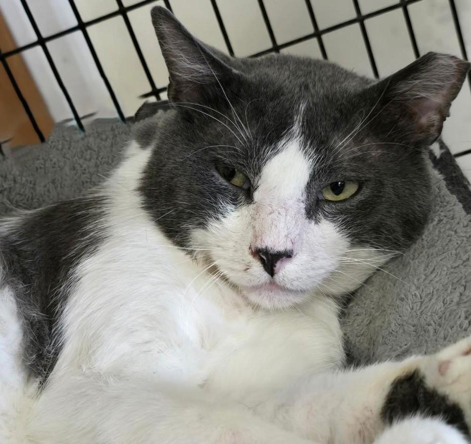 Enlarge Kingsley, an adopted mixed breed in Las Cruces, NM image 1/2