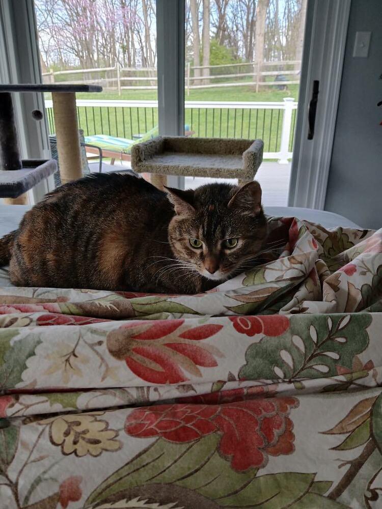 Toni, Adoptable, Adult Female Tabby & Calico.