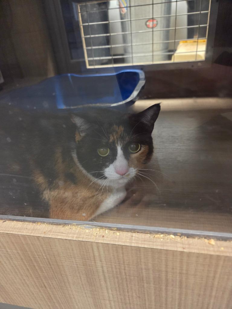 Mariah, Adoptable, Adult Female Domestic Short Hair.