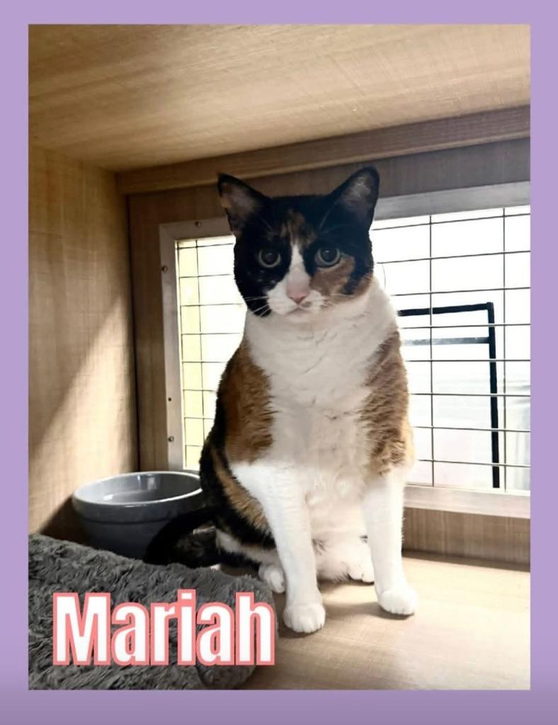 Enlarge Mariah, a Adoptable mixed breed in Bossier City, LA image 2/3