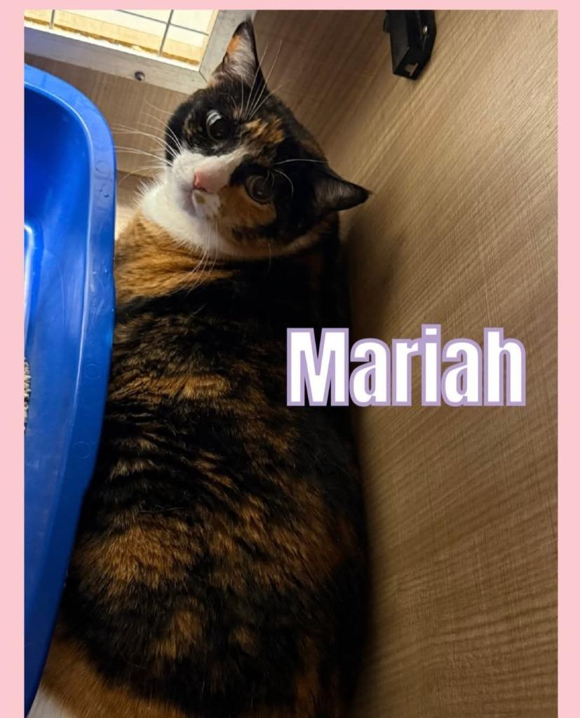 Enlarge Mariah, a Adoptable mixed breed in Bossier City, LA image 3/3