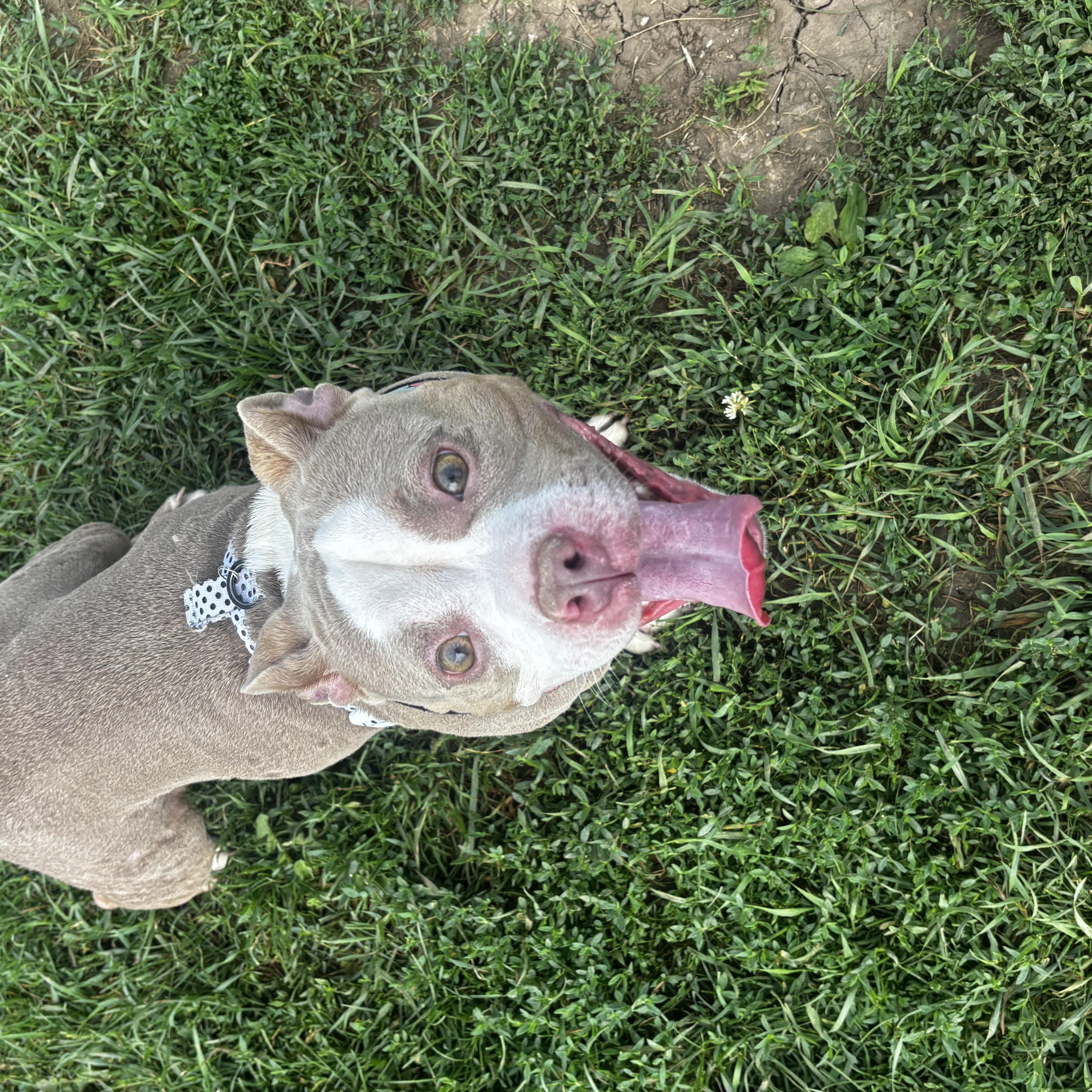 Starfish, a ADOPTABLE American Bully in Dodgeville, WI image 2/3