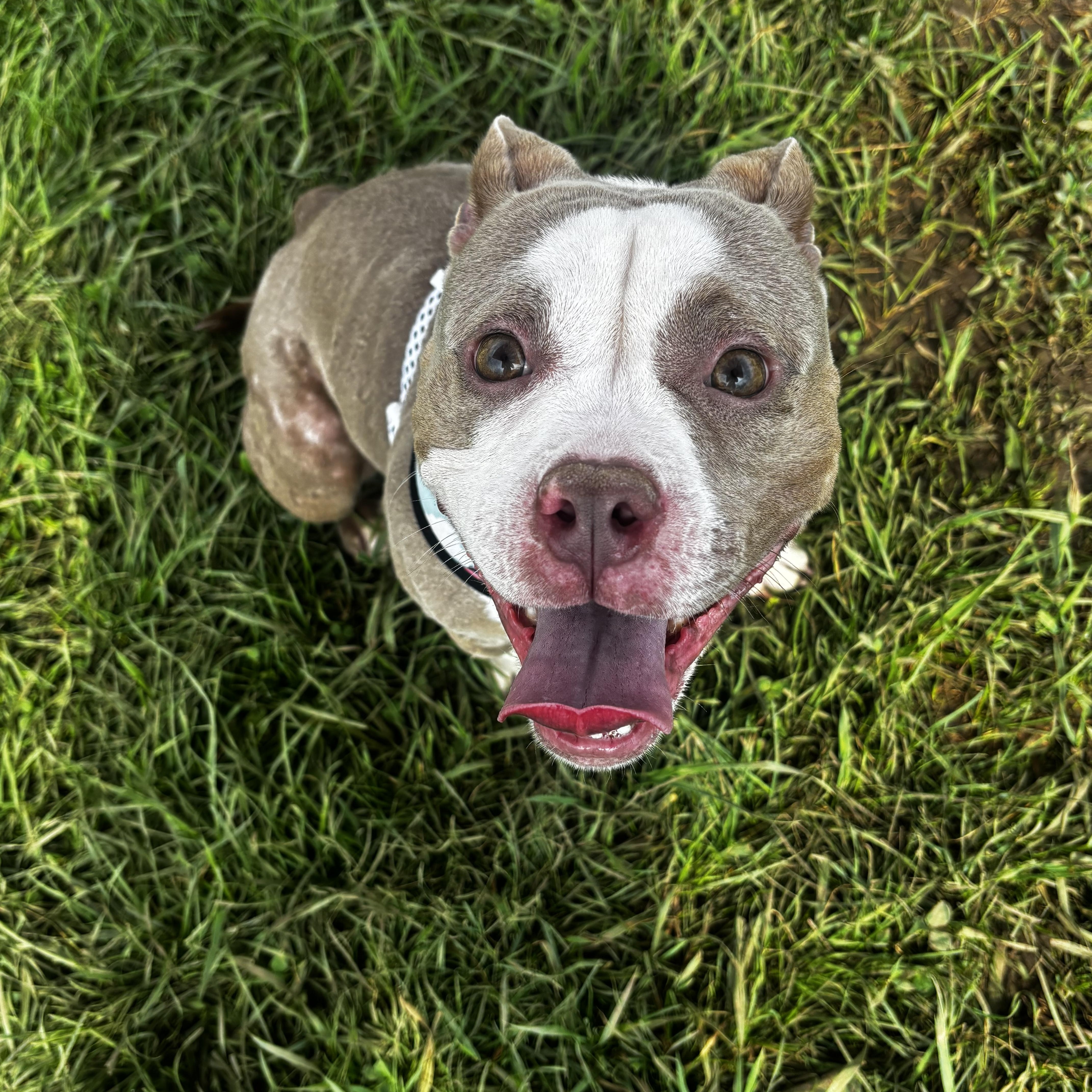 Starfish, ADOPTABLE, Adult Female American Bully.