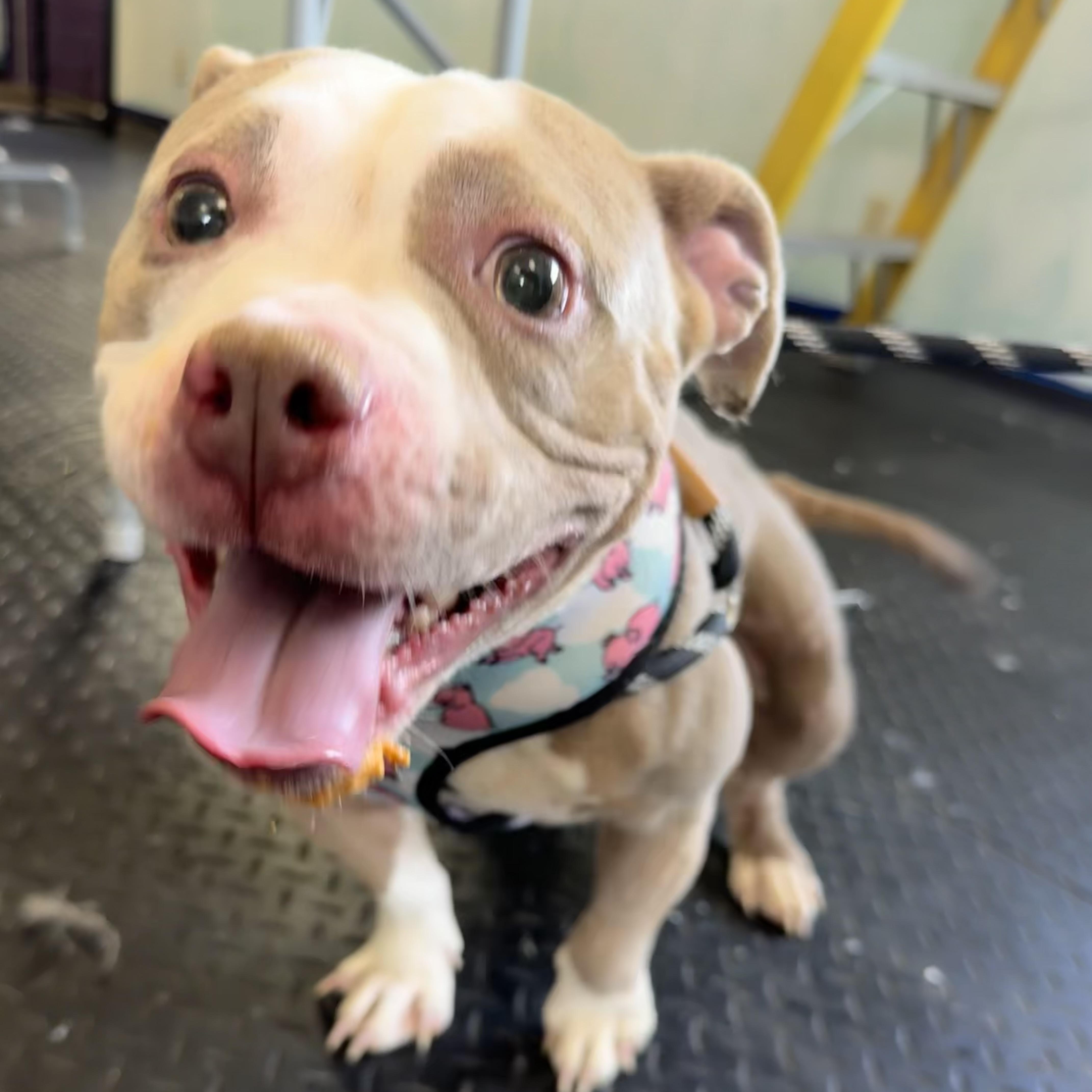 Starfish, a ADOPTABLE American Bully in Dodgeville, WI image 3/3