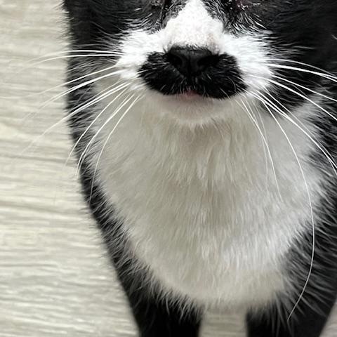 STACHE, Adoptable, Adult Female Domestic Short Hair & Tuxedo.