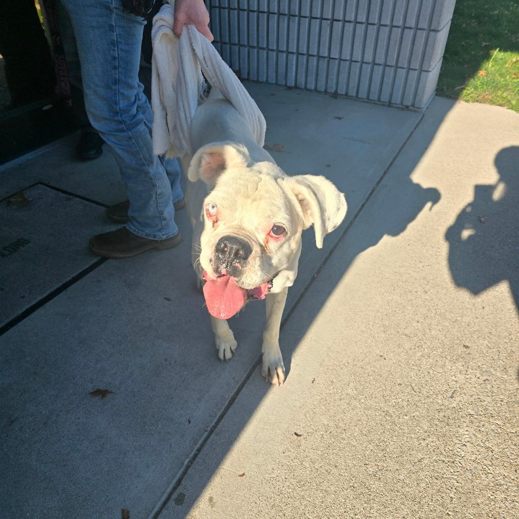Stonewall, Adoptable, Senior Male Mixed Breed.
