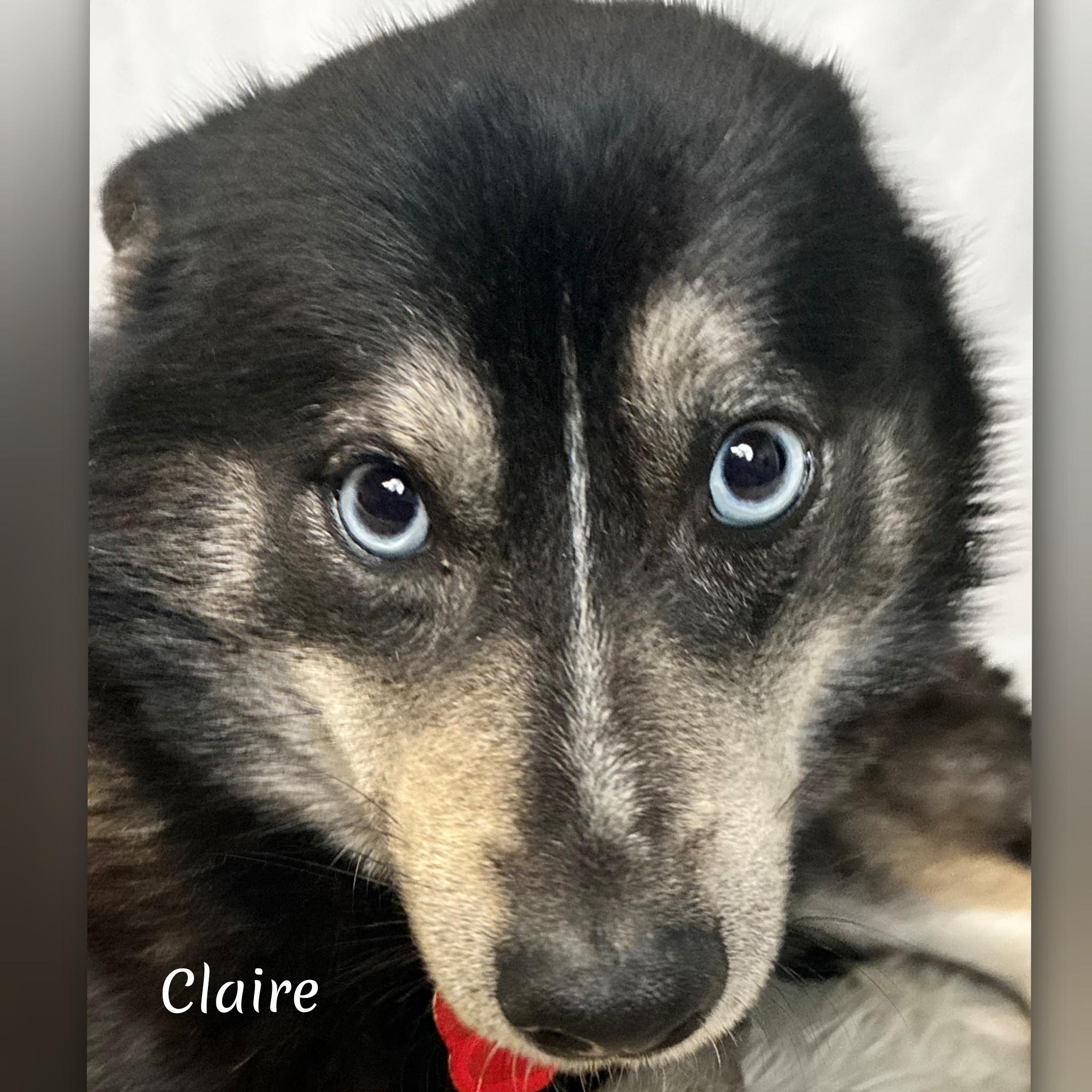 Enlarge Claire, a ADOPTABLE Pomsky in Fredericksburg, VA image 1/6