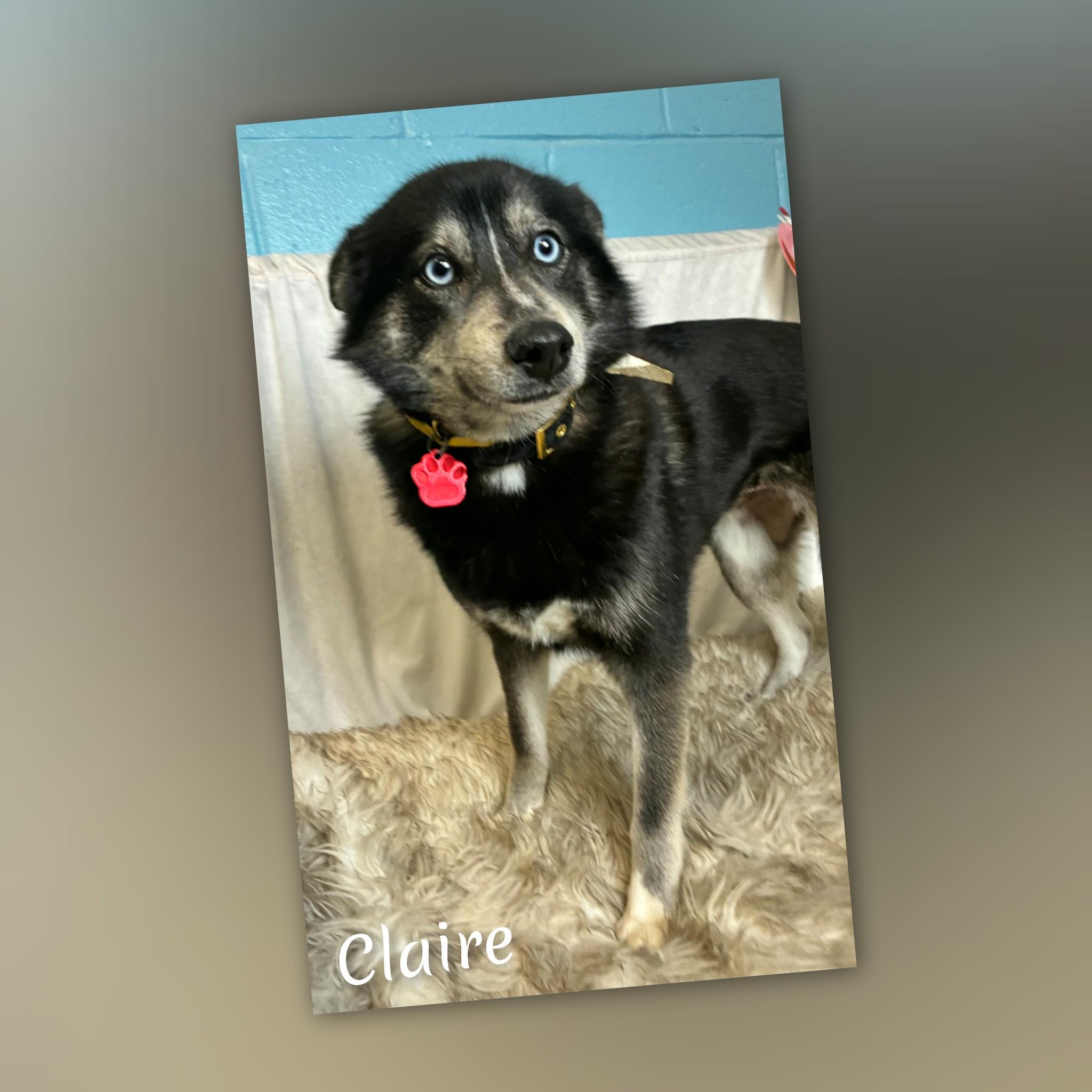 Enlarge Claire, a ADOPTABLE Pomsky in Fredericksburg, VA image 6/6